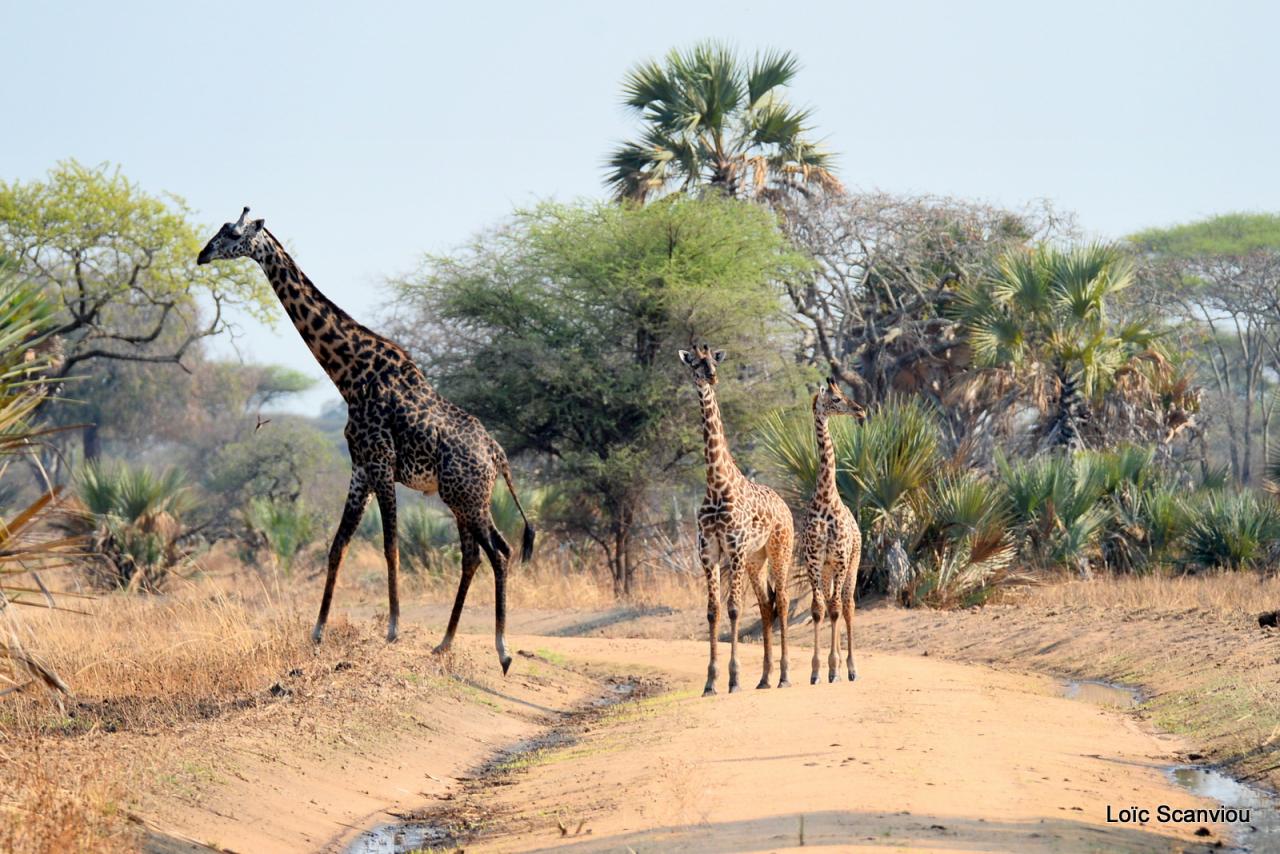 Girafe/Giraffe (6)