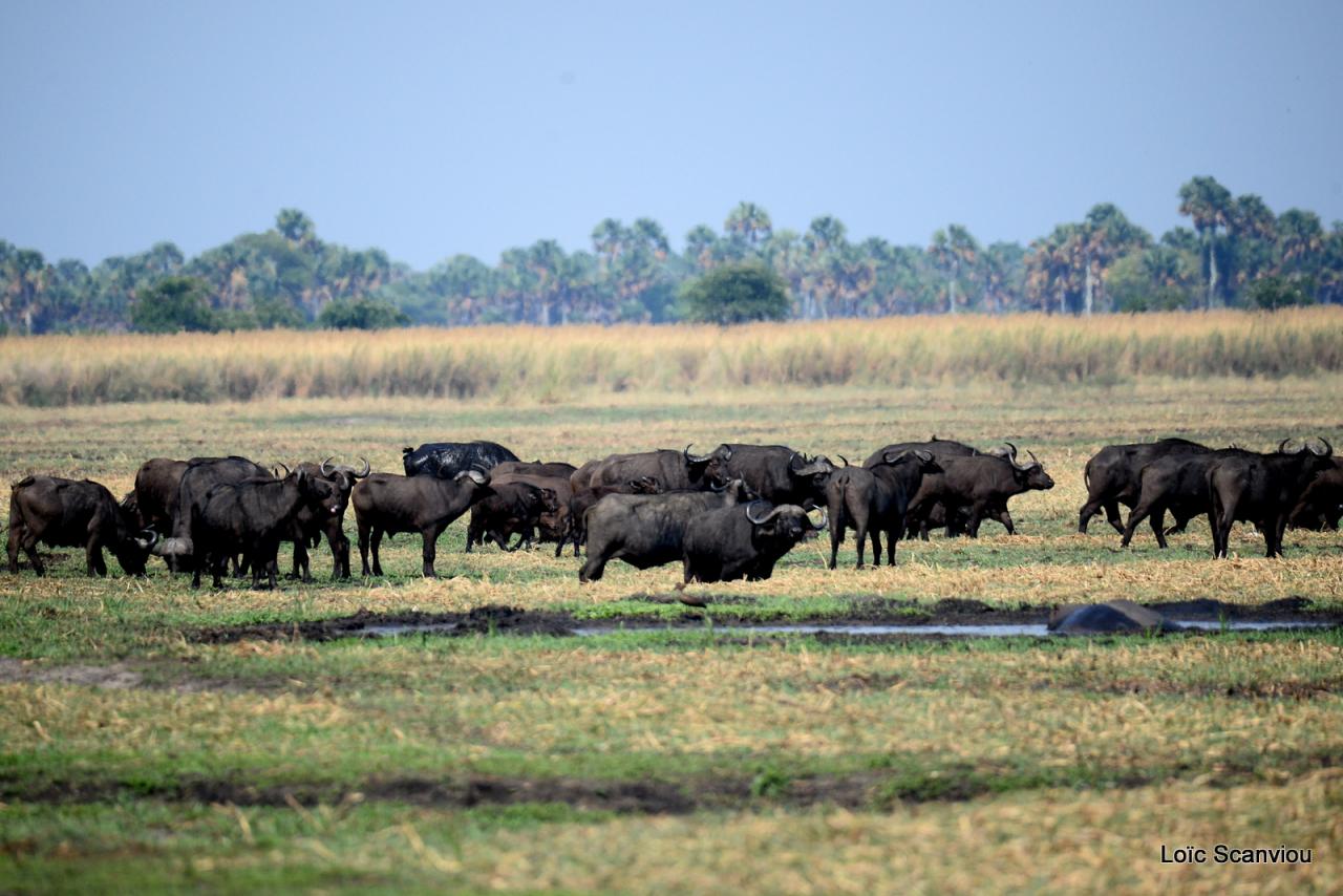 Buffle du Cap/Cape Buffalo (4)