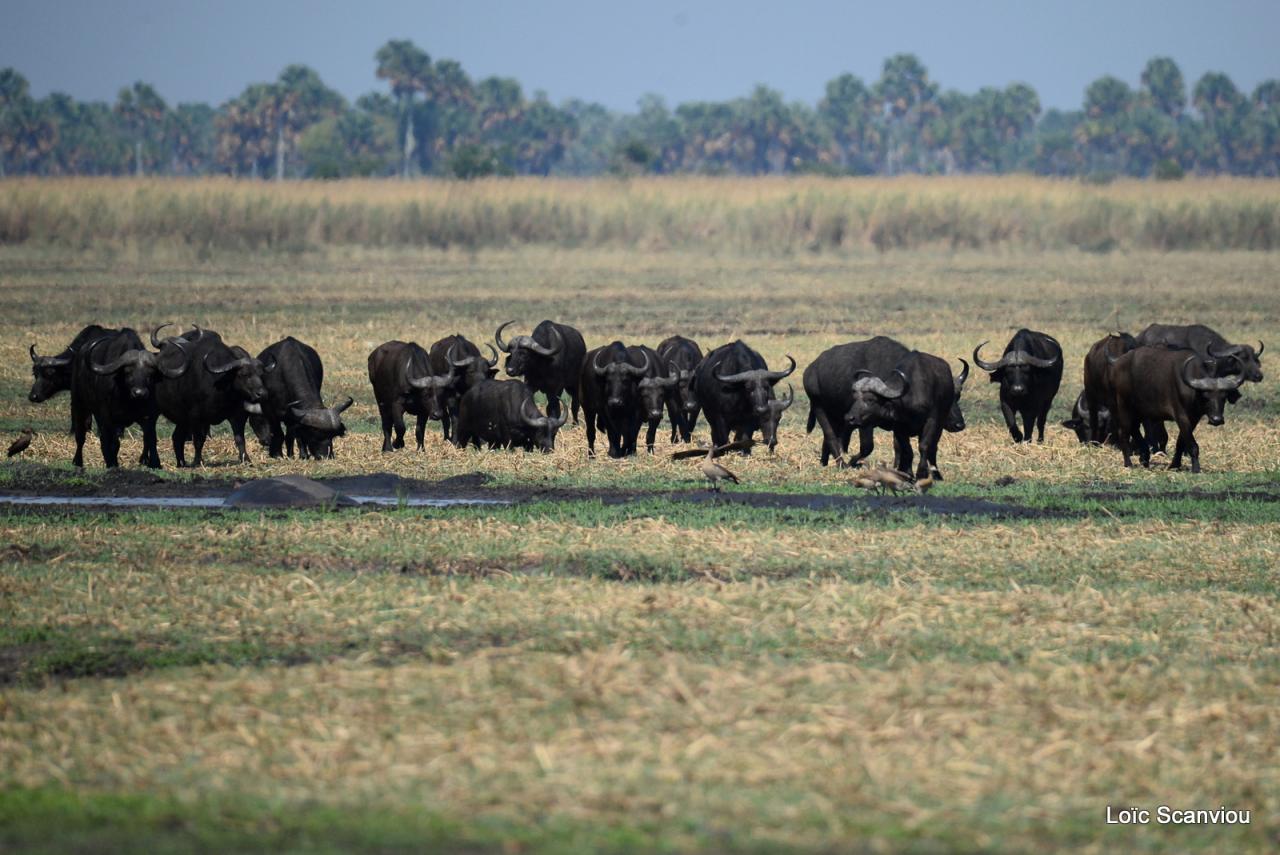 Buffle du Cap/Cape Buffalo (5)