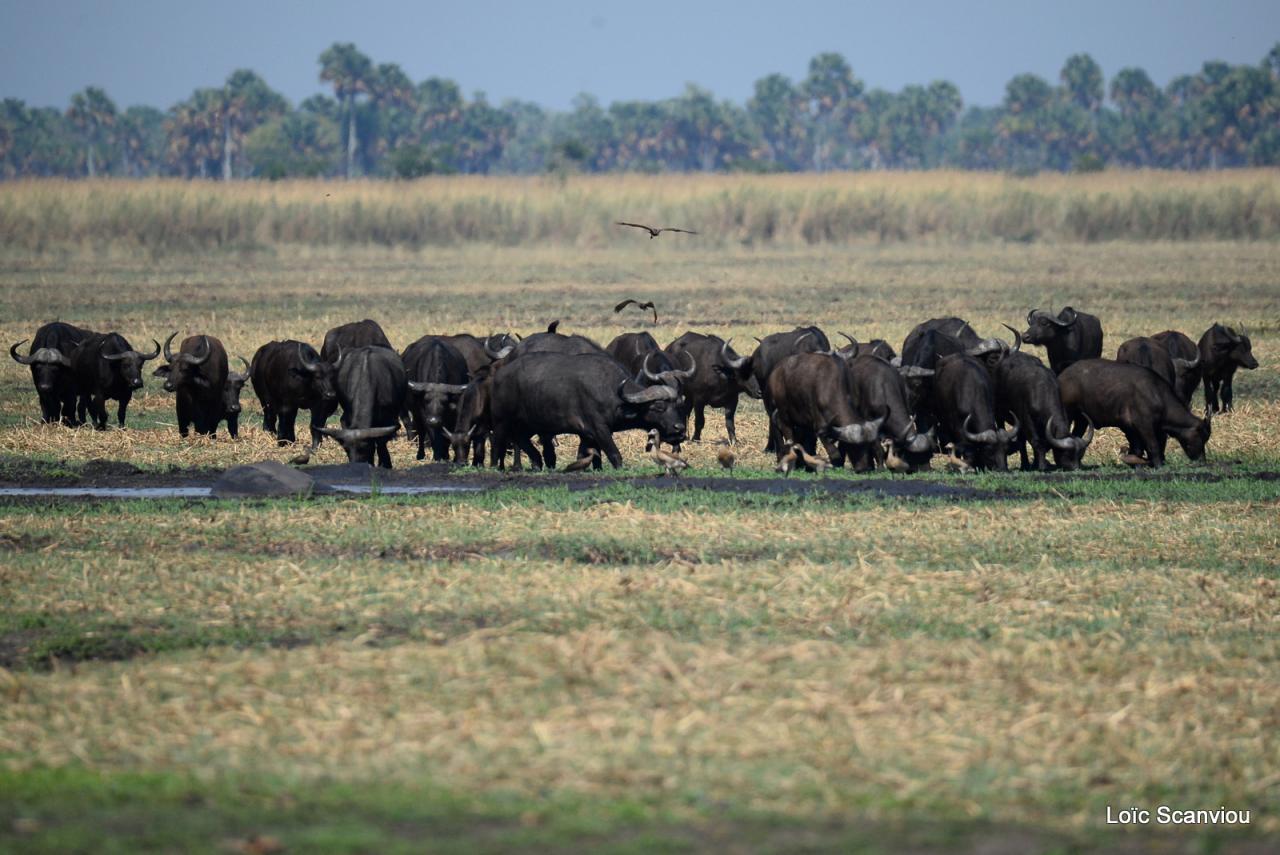 Buffle du Cap/Cape Buffalo (6)