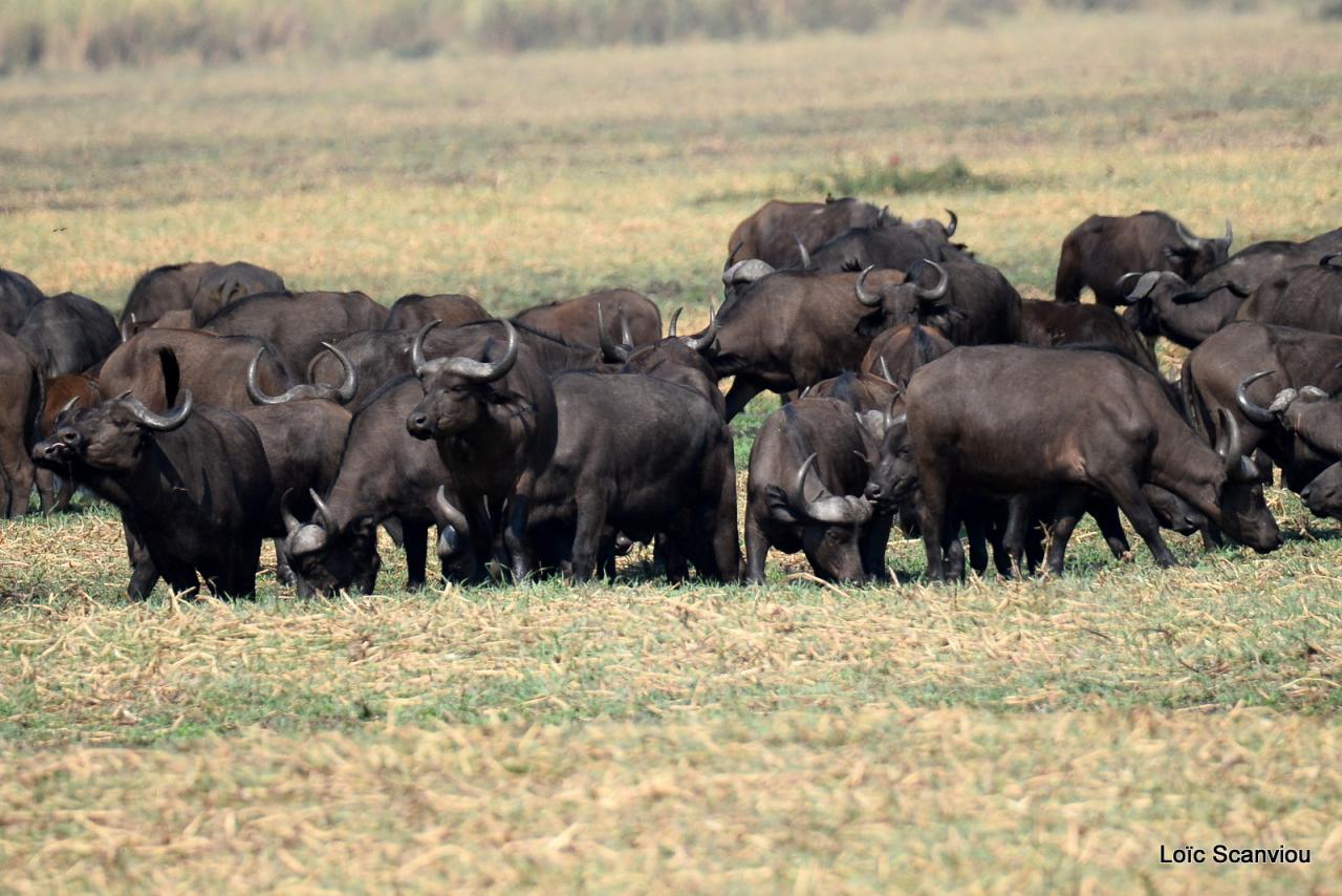 Buffle du Cap/Cape Buffalo (7)