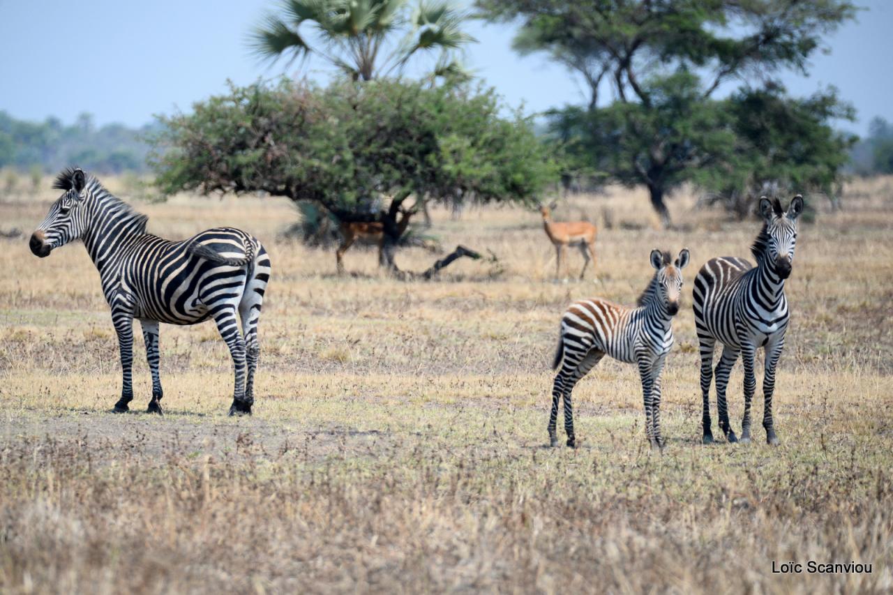 Zèbre/Zebra (5)