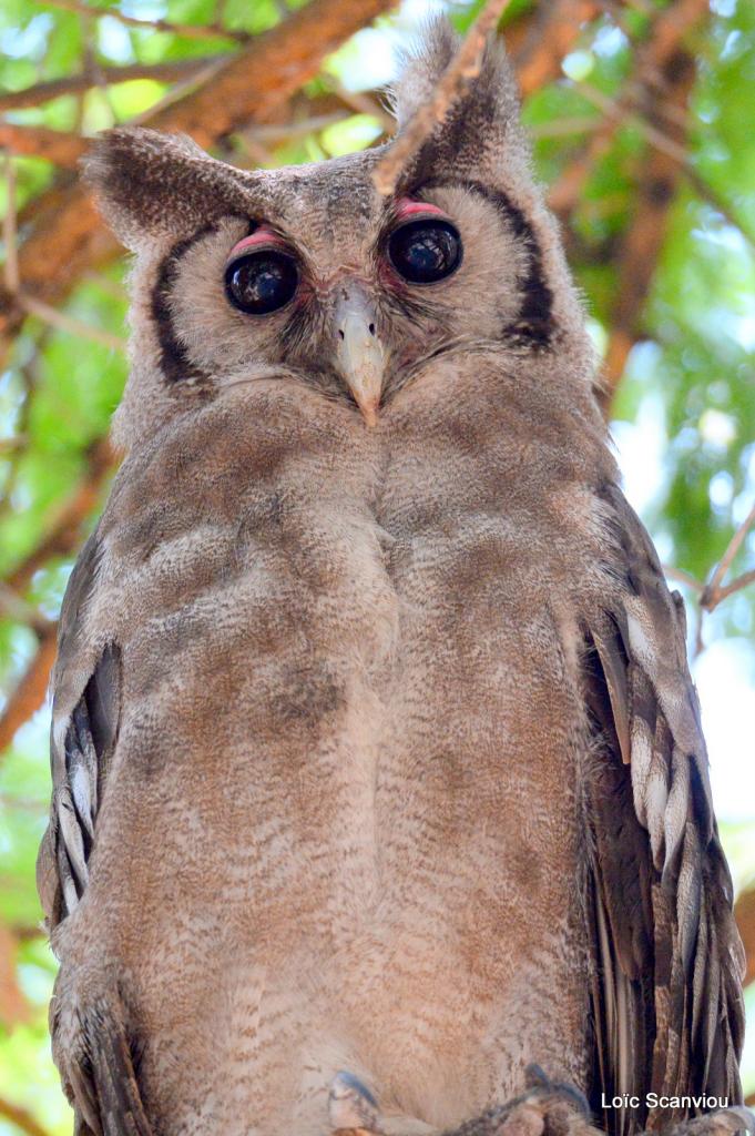 Grand-duc de Verreaux/Verreaux Eagle-Owl (2)