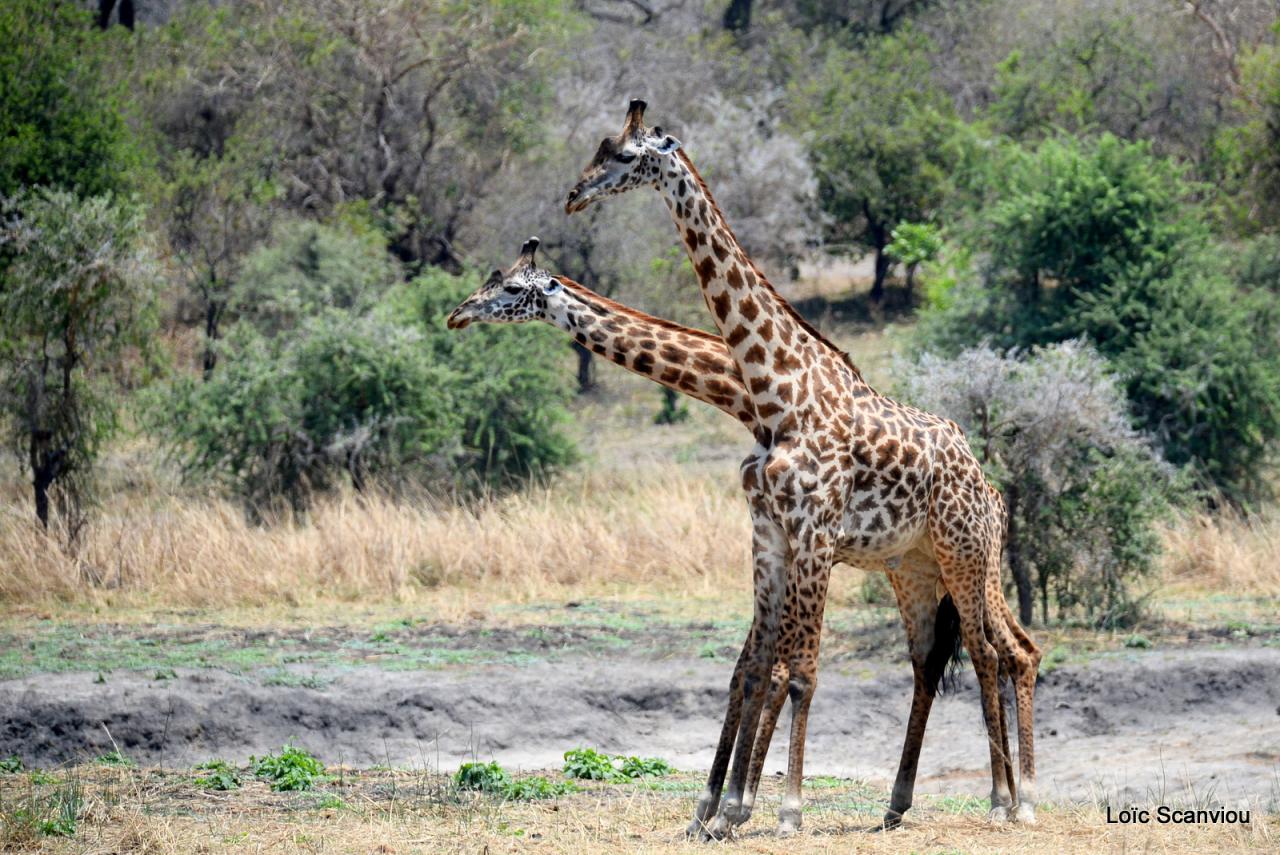 Girafe/Giraffe (7)