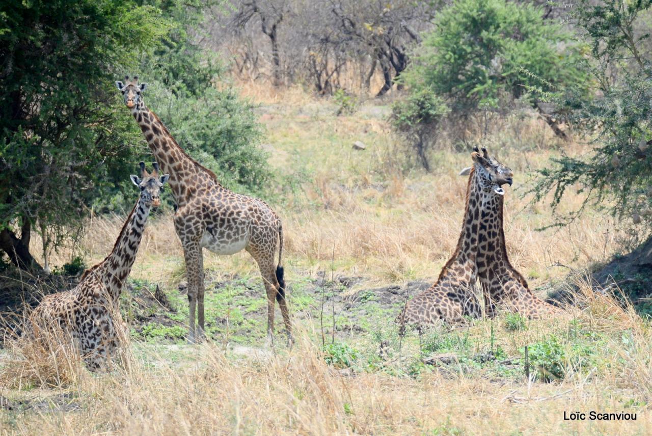 Girafe/Giraffe (8)