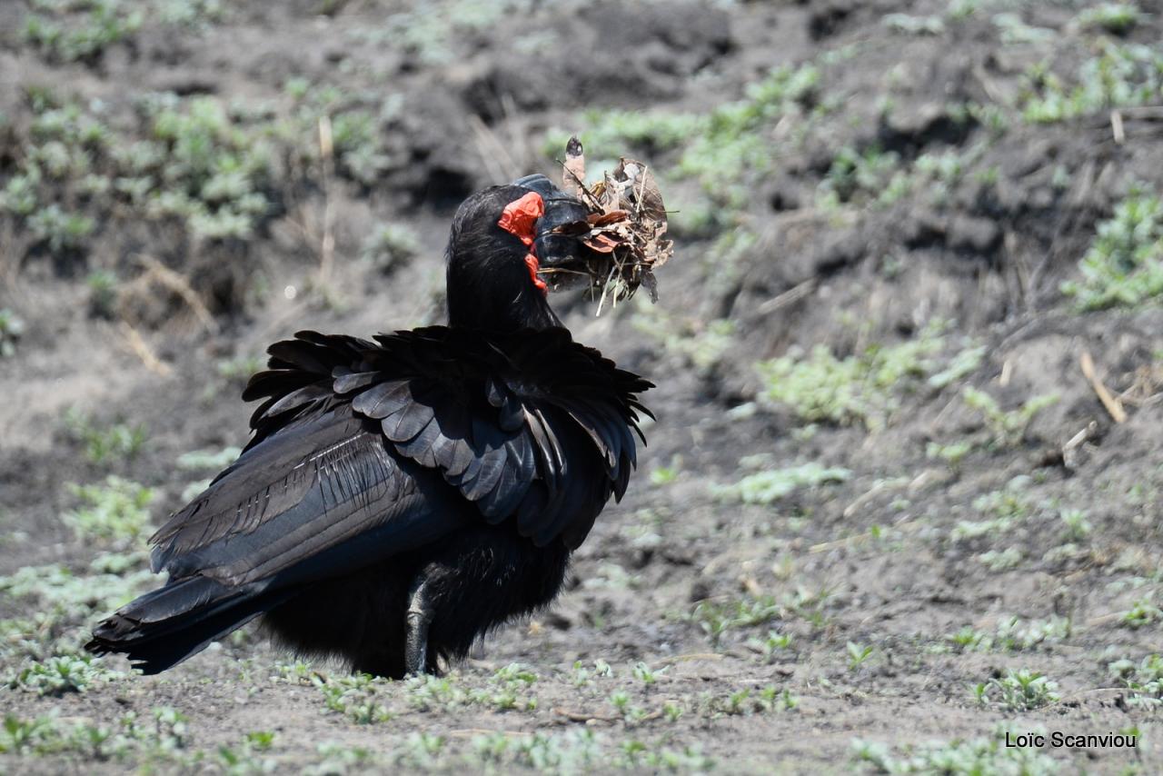 Bucorve/Ground Hornbill (7)