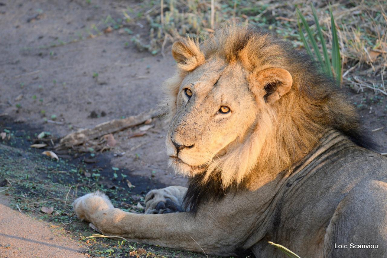 Lion (21)