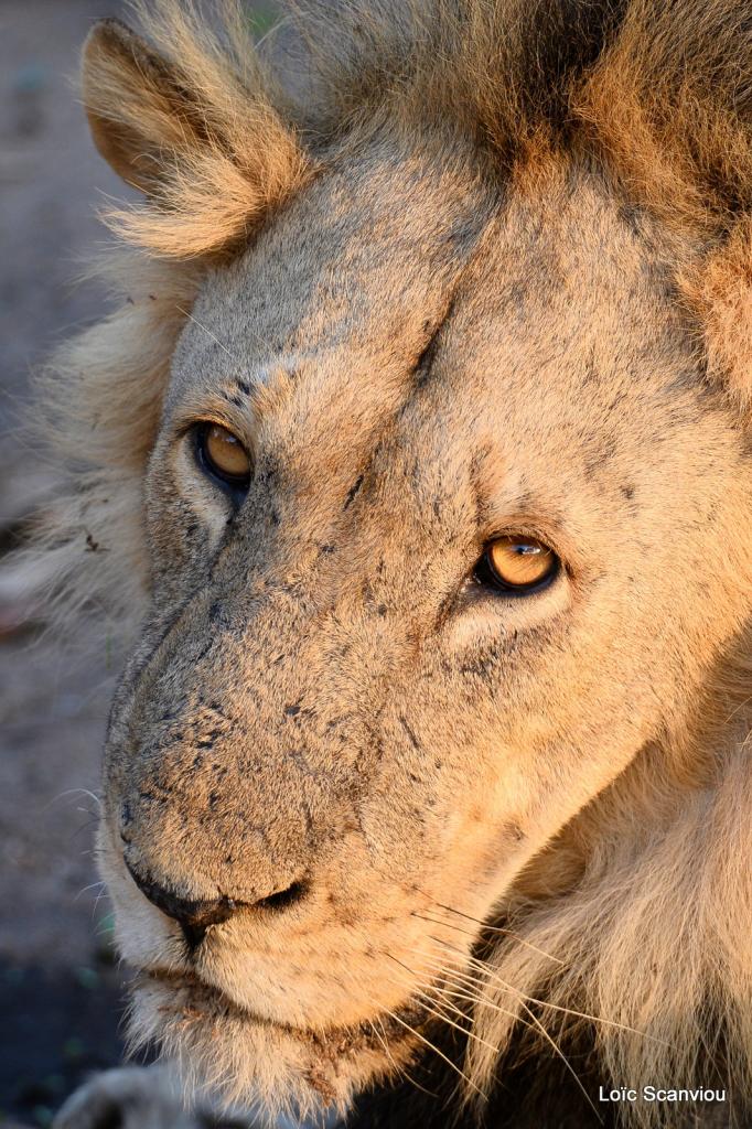 Lion (22)
