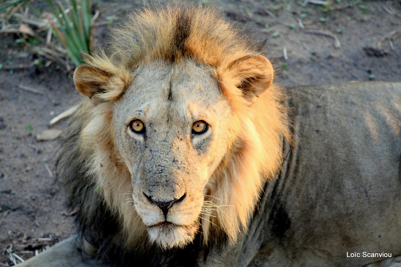 Lion (23)