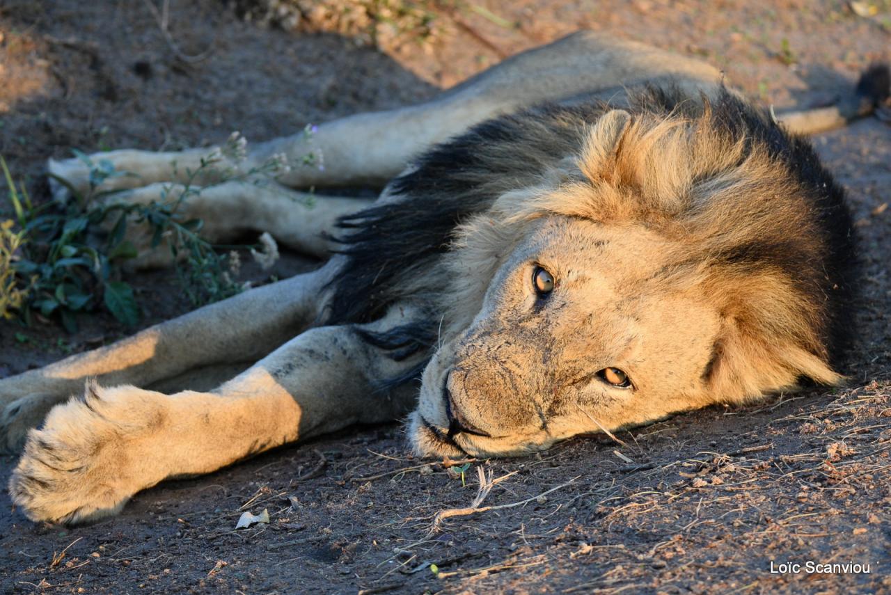 Lion (24)