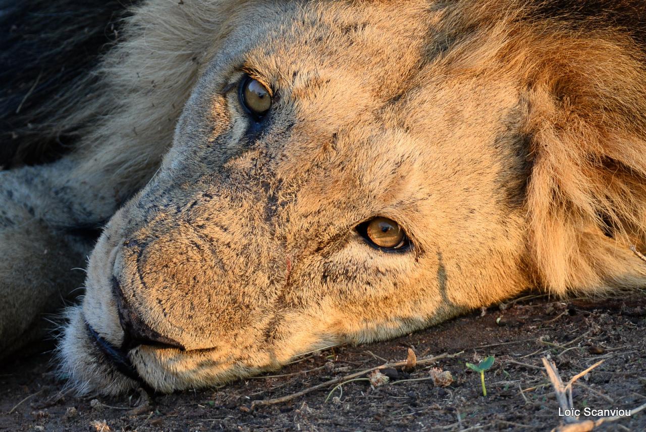 Lion (25)