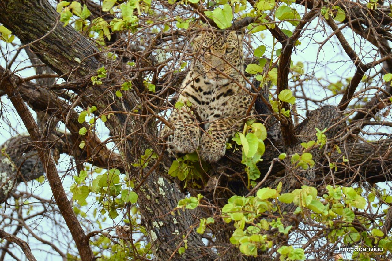 Léopard se reposant dans un arbre (1)