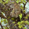 Léopard se reposant dans un arbre (1)