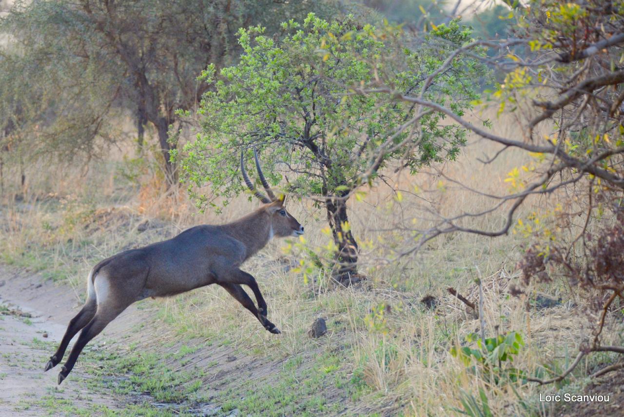 Cobe à croissant/Waterbuck (2)