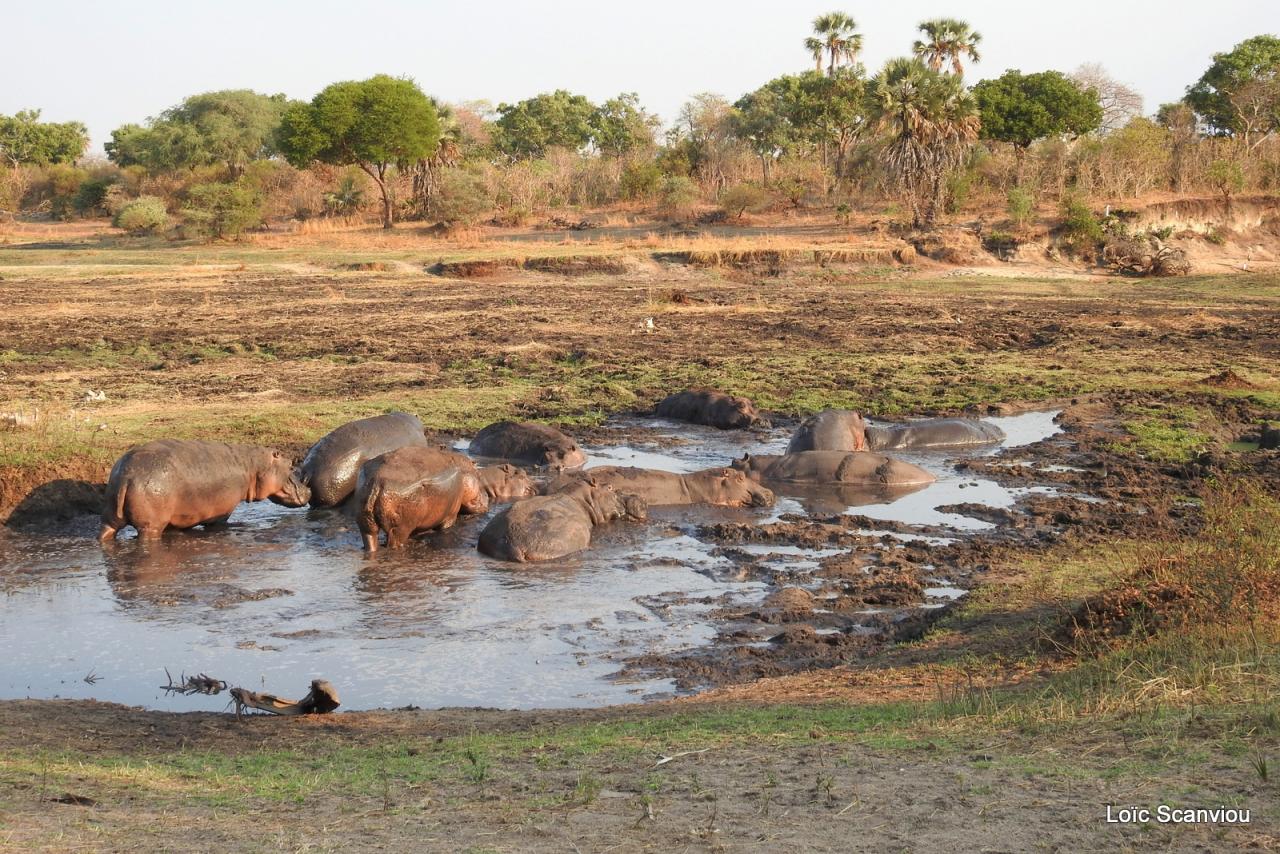 Hippopotame/Hippopotamus (16)