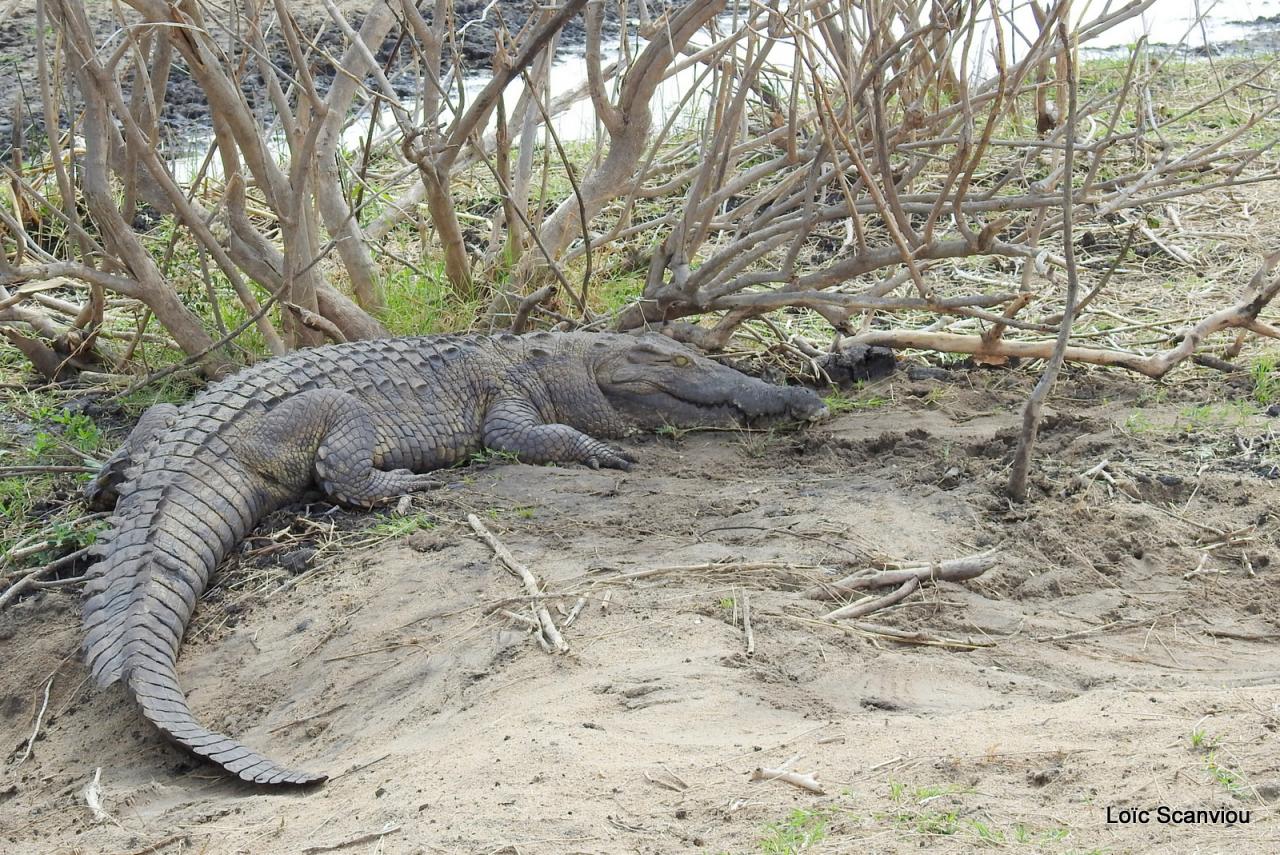 Crocodile (9)