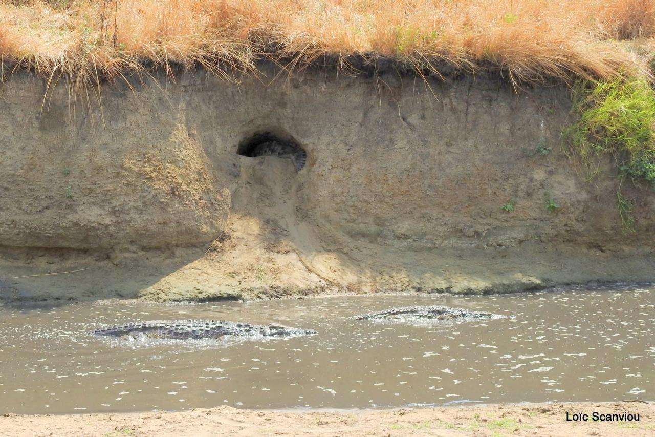 Crocodile (10)