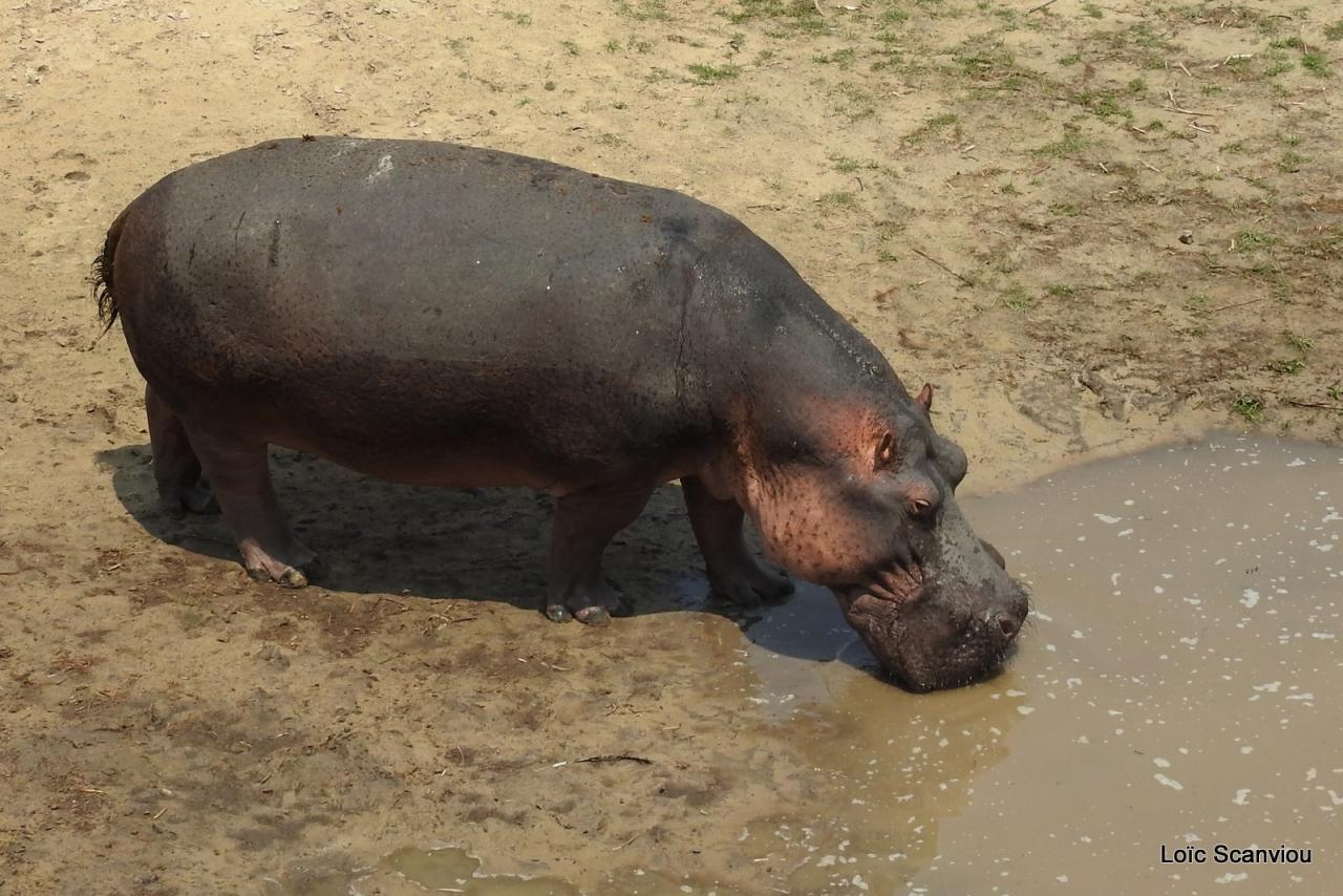 Hippopotame/Hippopotamus (22)