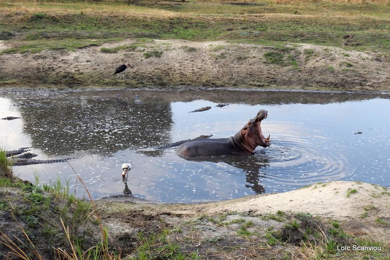 Hippopotame/Hippopotamus (23)