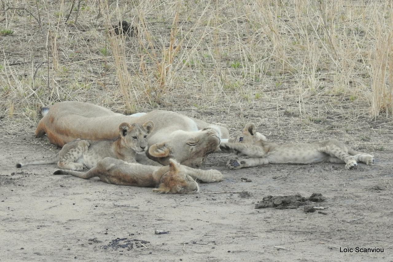 Lion (26)
