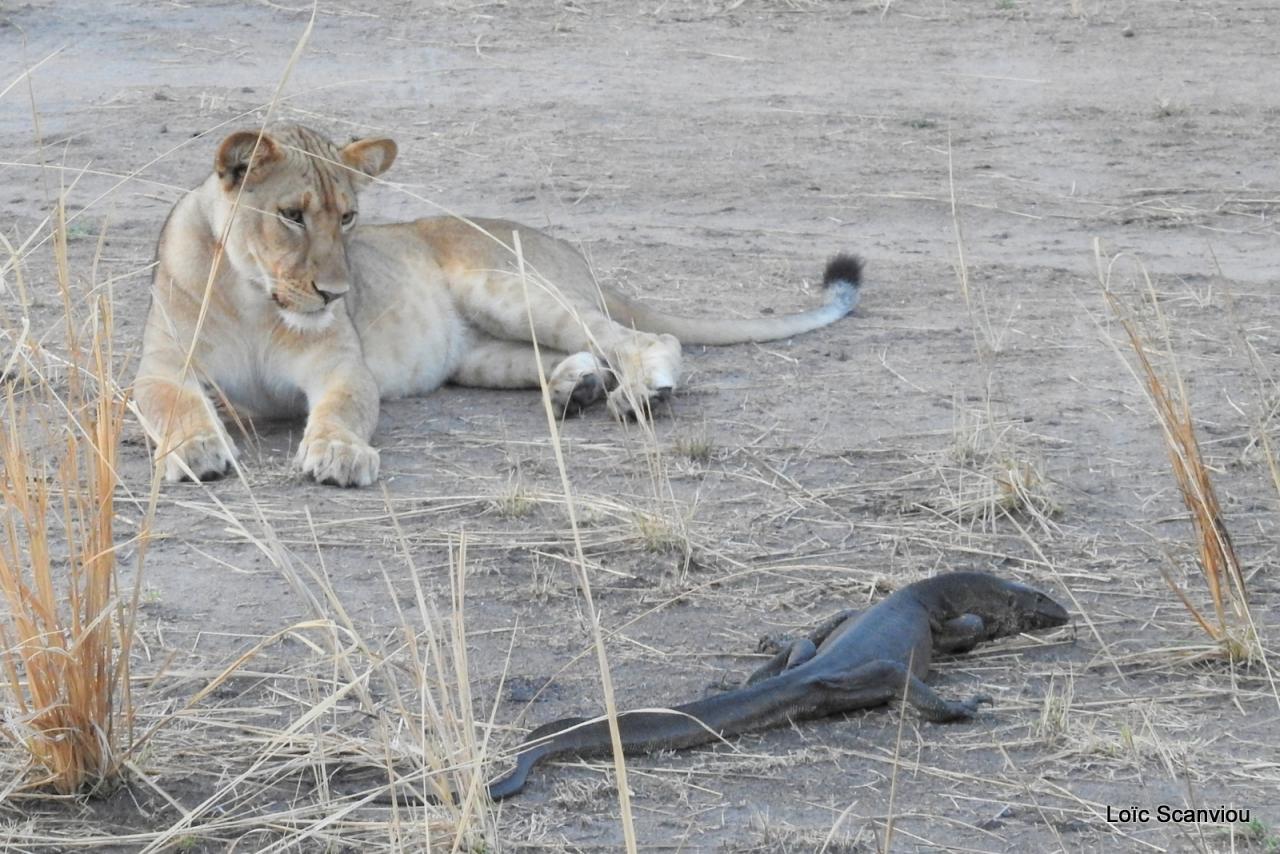 Lion (28)