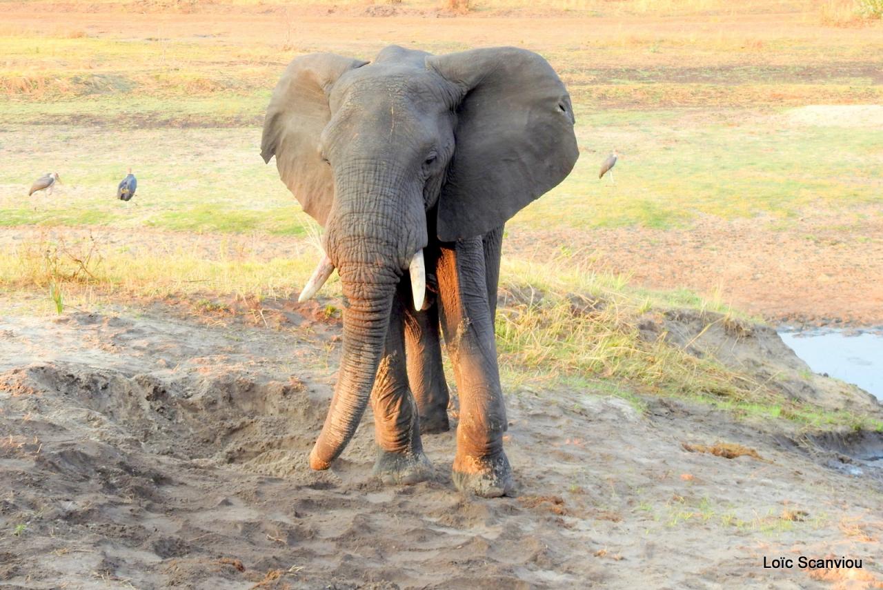 Eléphant (18)