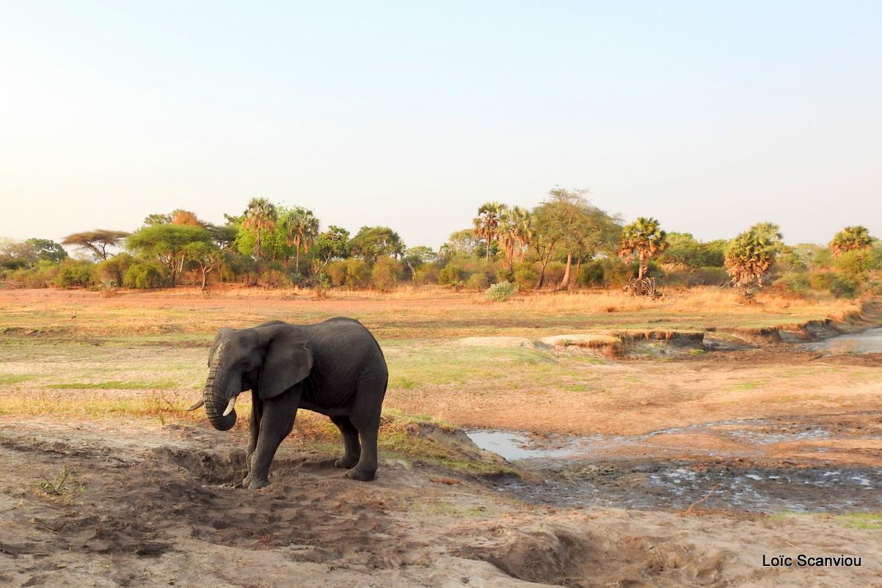 Eléphant (19)