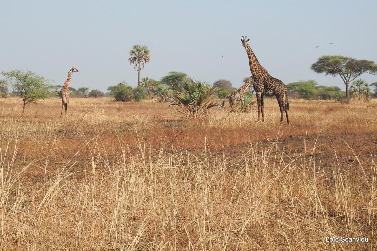 Girafe/Giraffe (9)
