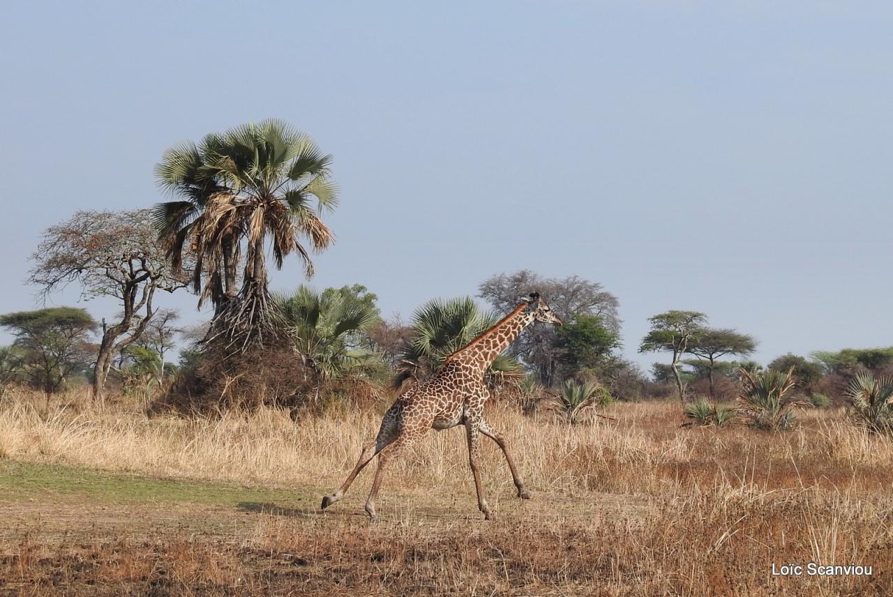 Girafe/Giraffe (10)