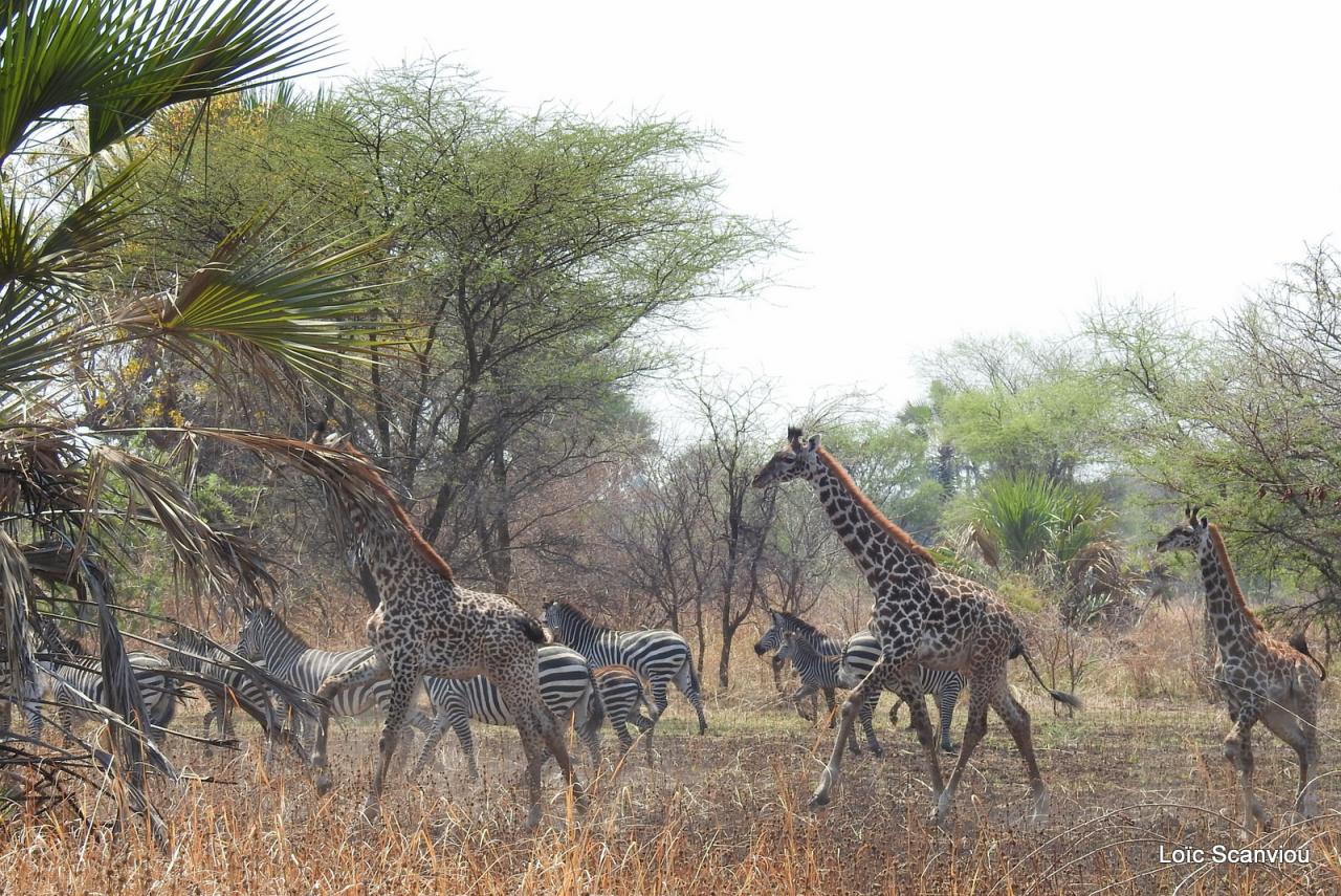 Girafe/Giraffe (11)