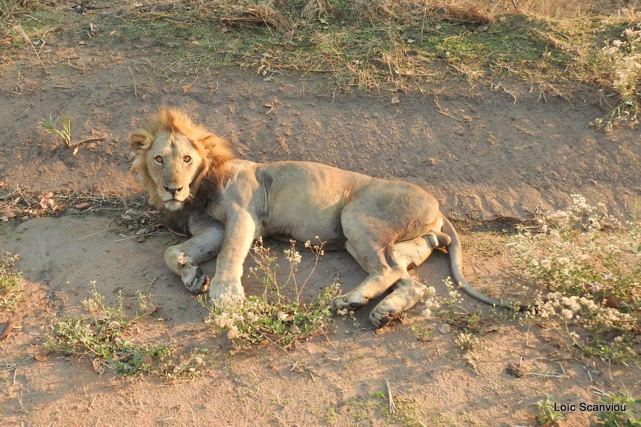 Lion (29)