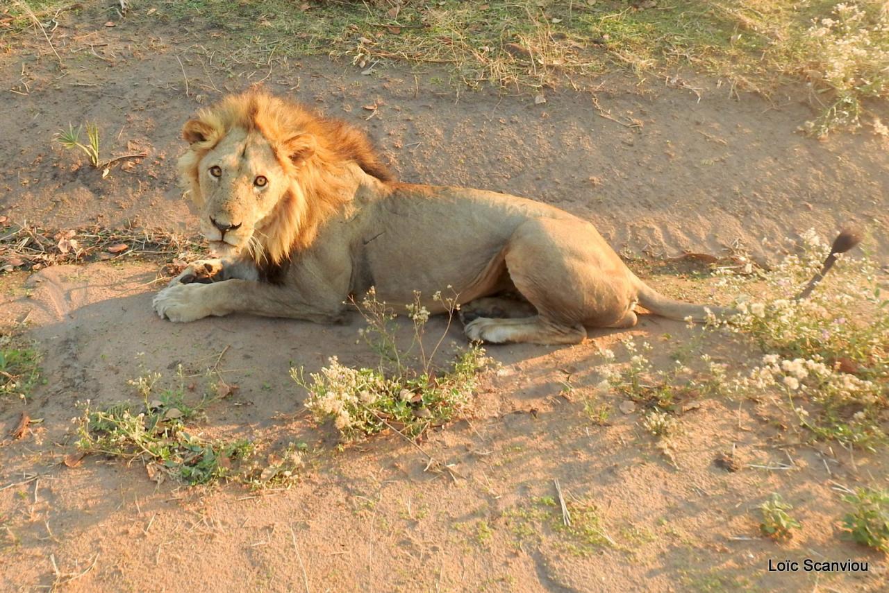Lion (30)
