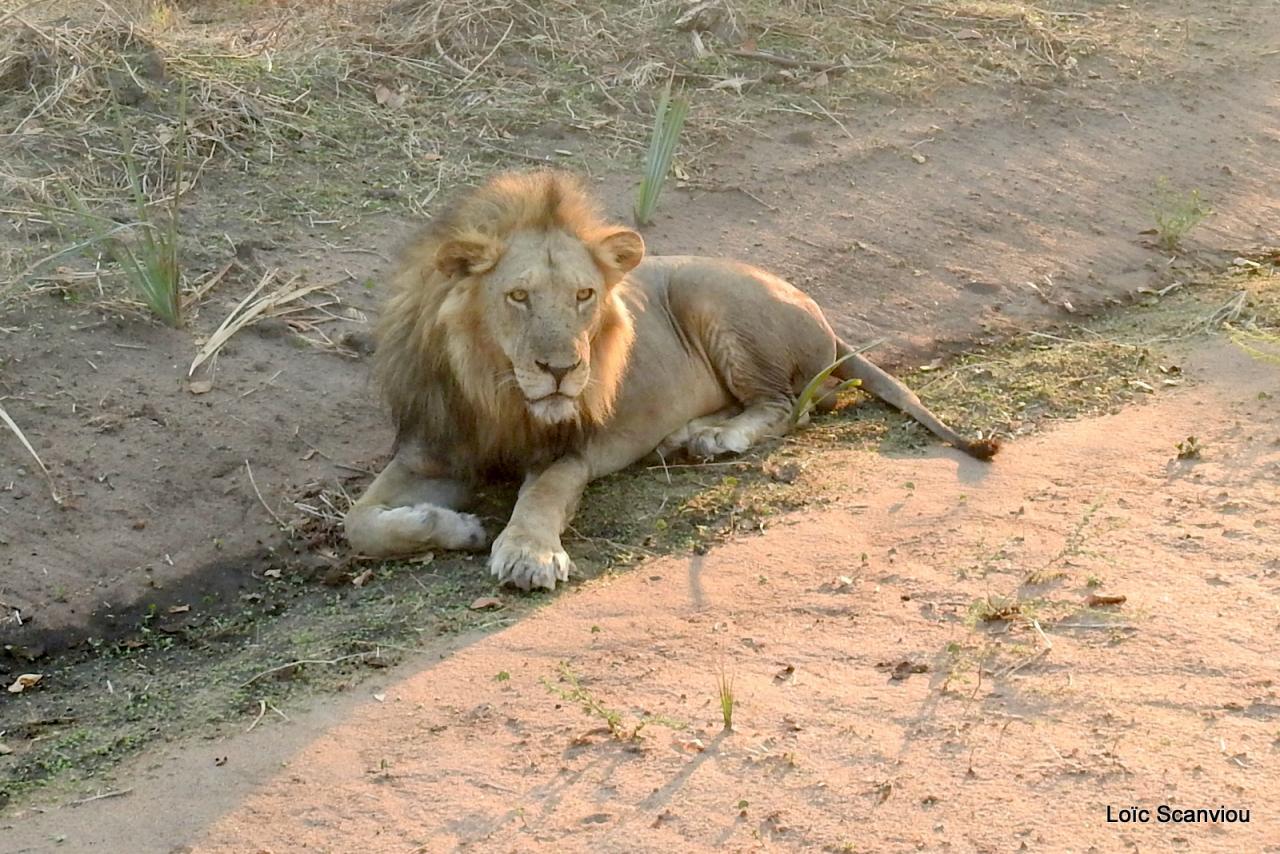 Lion (31)