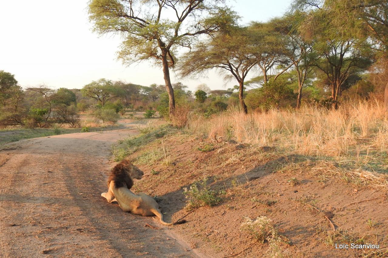 Lion (32)