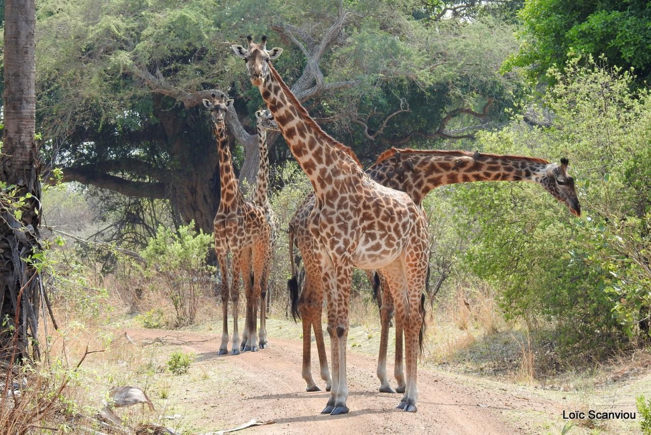 Girafe/Giraffe (12)