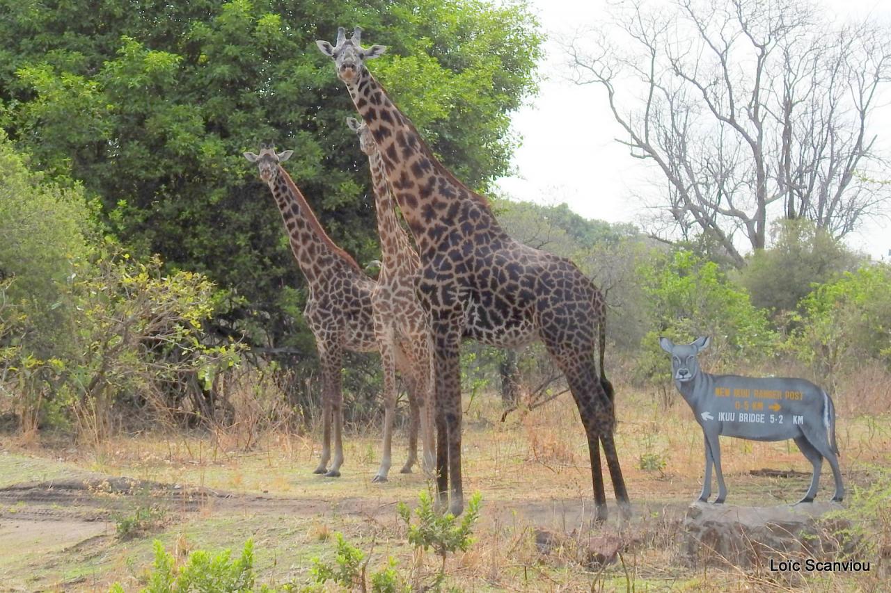 Girafe/Giraffe (13)
