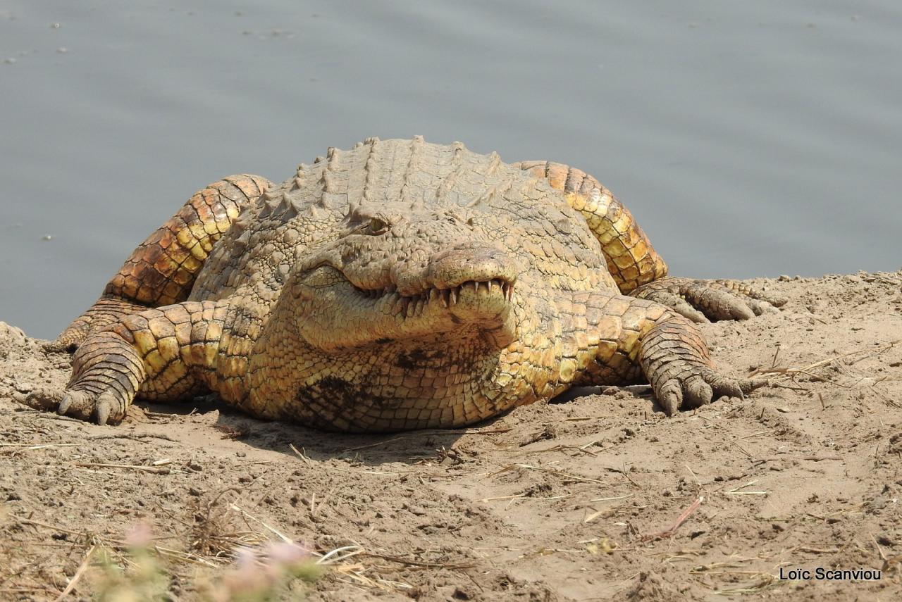 Crocodile (11)