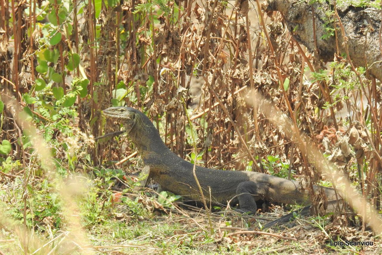Varan du Nil/African monitor (4)