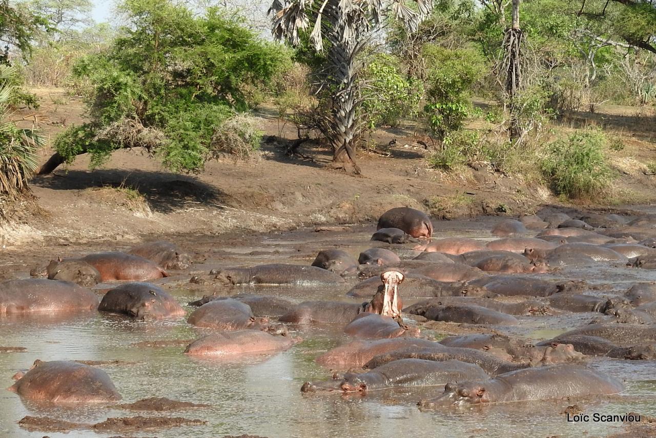 Hippopotame/Hippopotamus (25)
