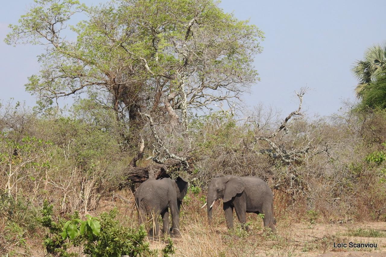 Eléphant (20)