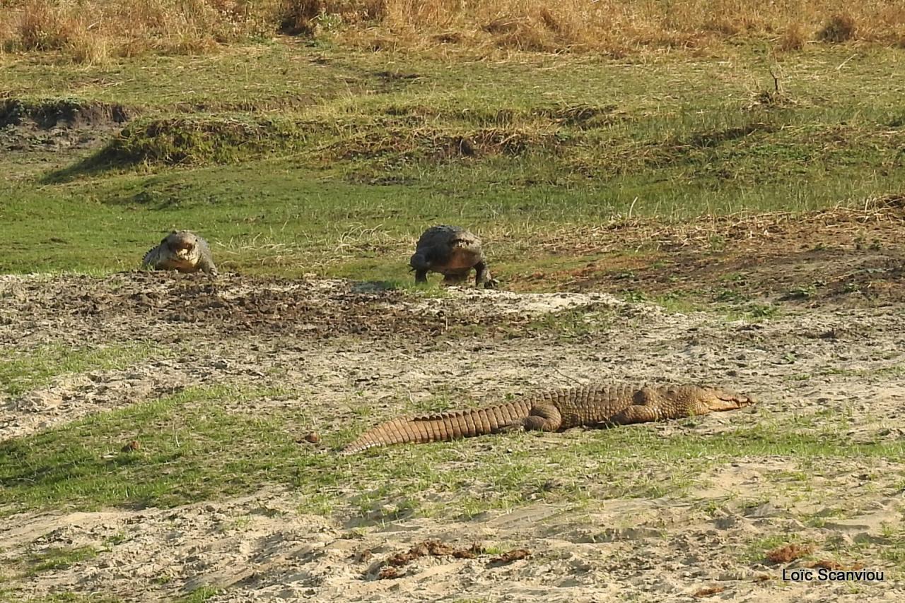 Crocodile (12)