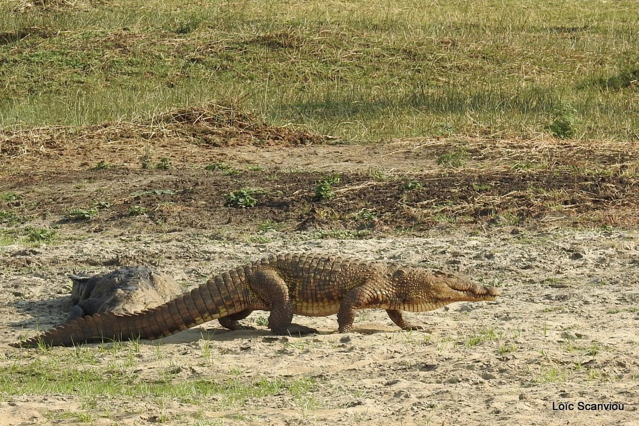Crocodile (13)