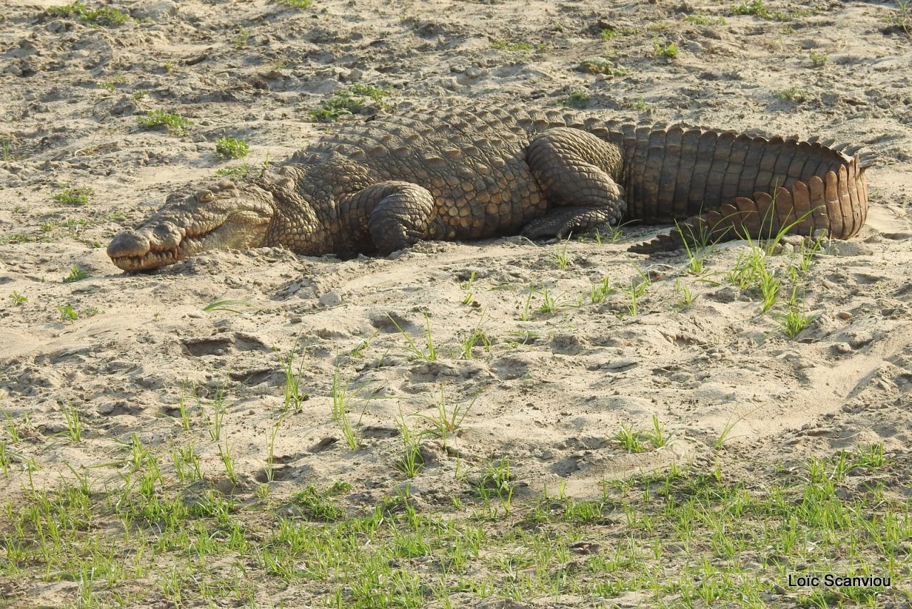 Crocodile (14)