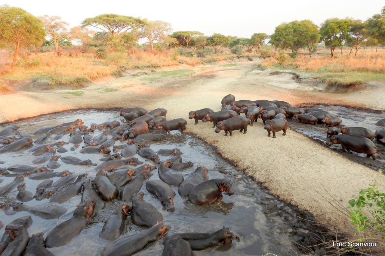 Hippopotame/Hippopotamus (27)