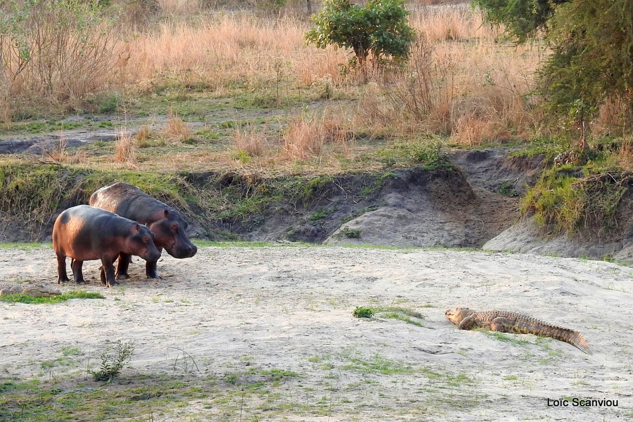 Hippopotame et crocodile (2)