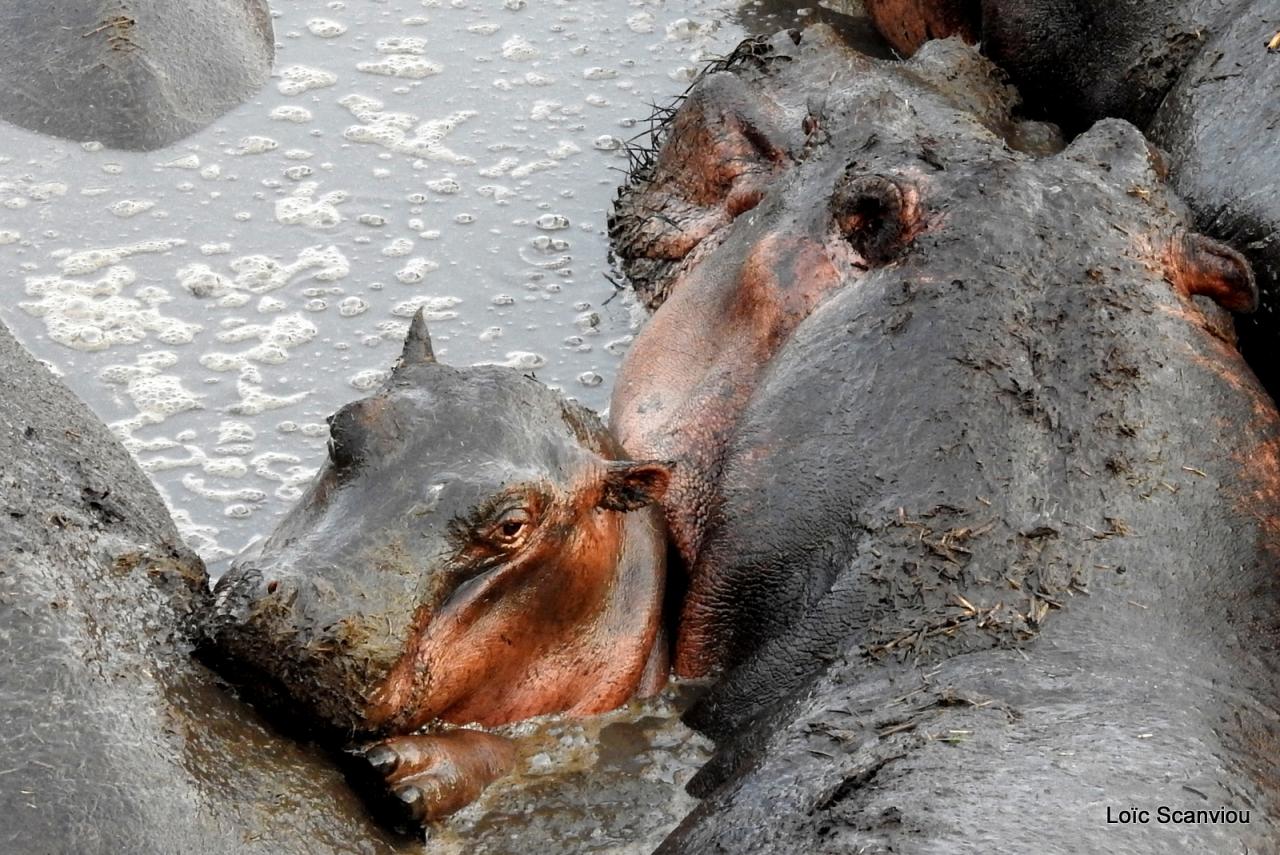 Hippopotame/Hippopotamus (28)