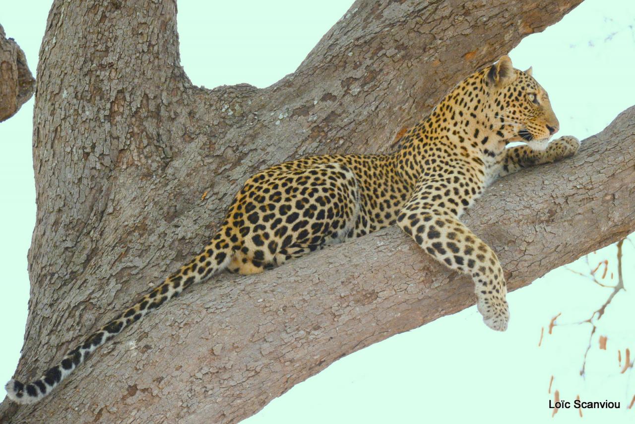 Léopard dans un arbre (1)