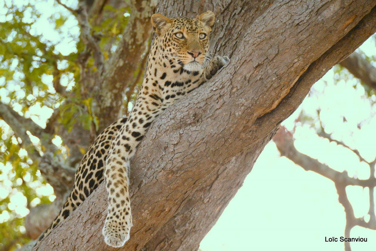 Léopard dans un arbre (3)