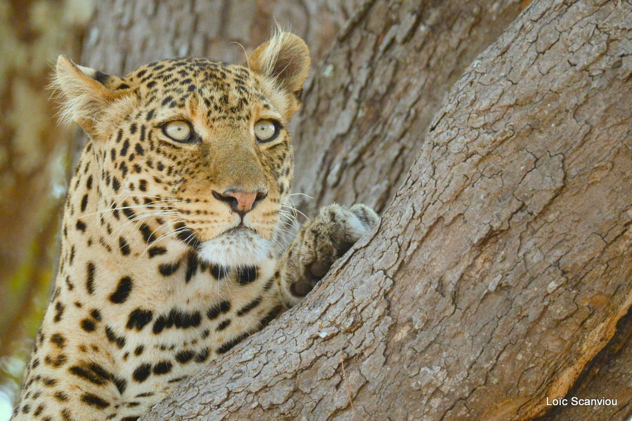 Léopard dans un arbre  (4)