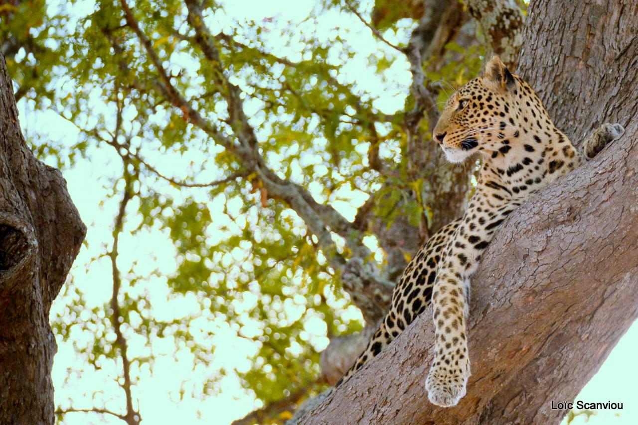 Léopard dans un arbre (5)
